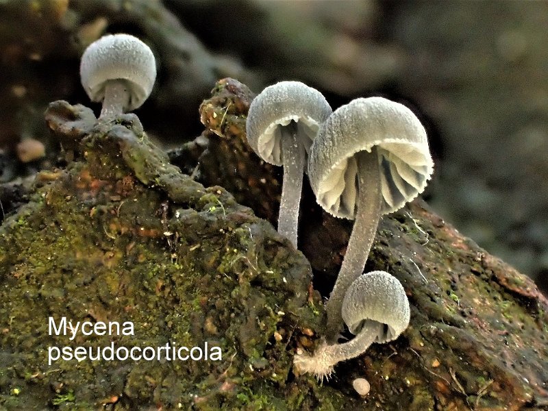 Mycena pseudocorticola-amf2095.jpg - Mycena pseudocorticola ; Syn:  ; Nom français: Mycène corticole bleue